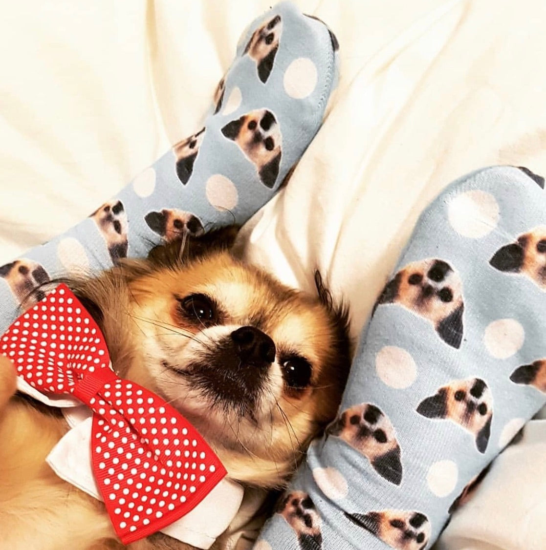 Polka Dog Socks