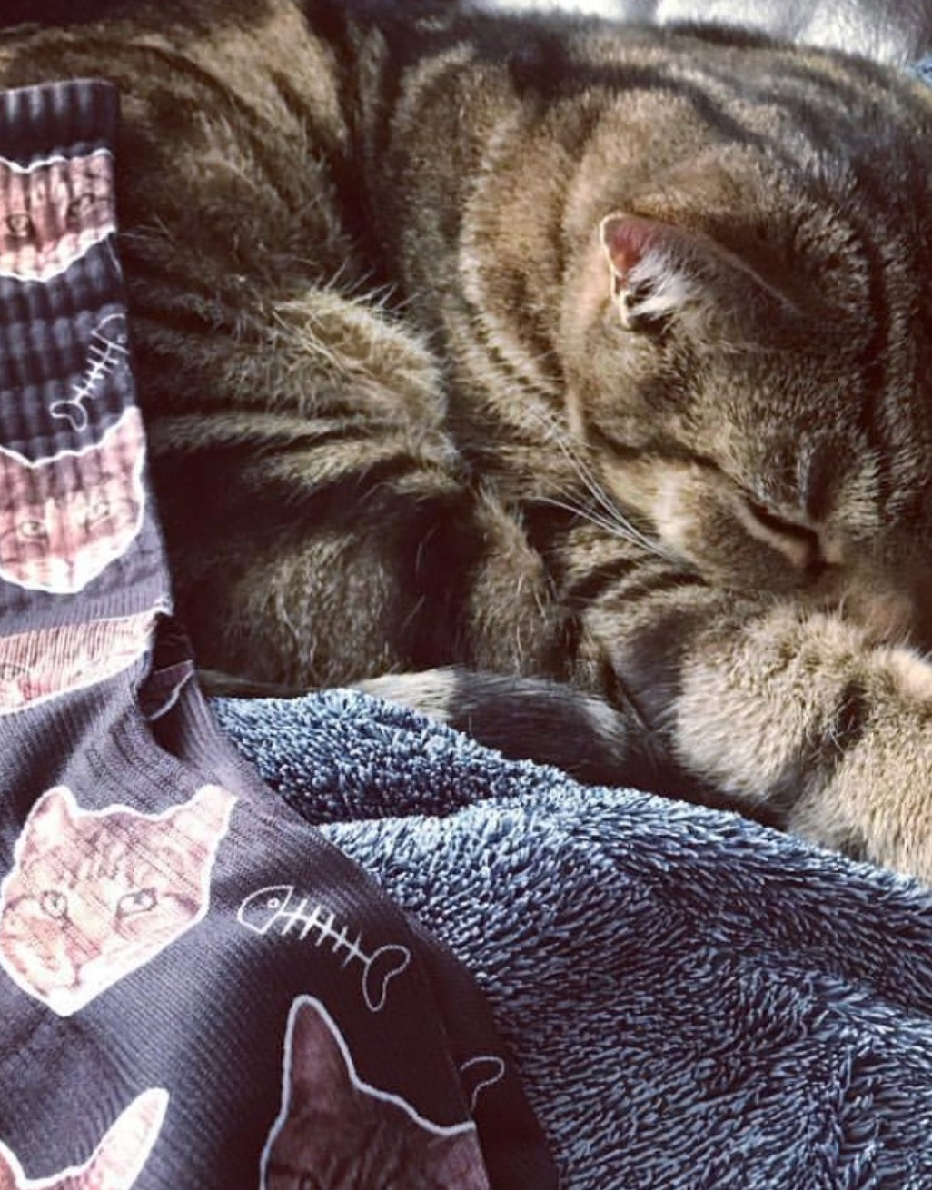 Your Cat On Kids Socks