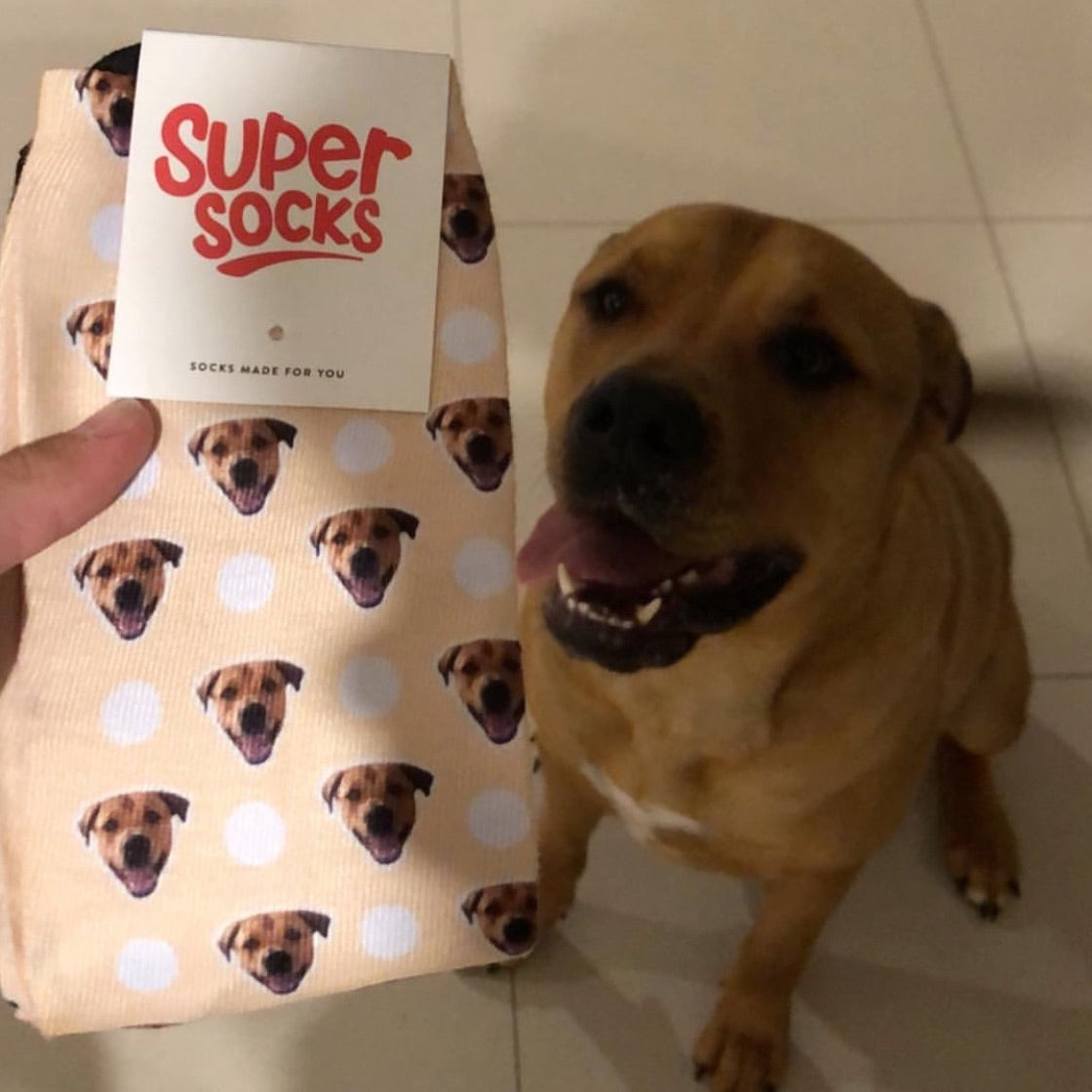 Polka Dog Socks